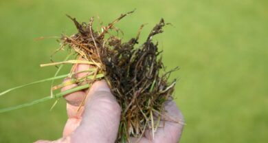 Billbug larvae damage to lawn