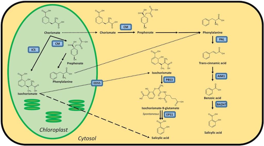 Biosynthetic pathway