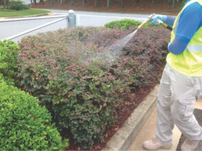 Foliar sprays are ideal for shrubs