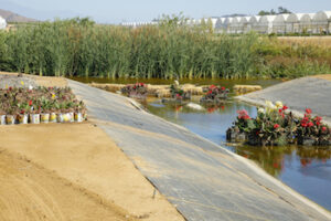 natural-filtration-canna-plants-canal