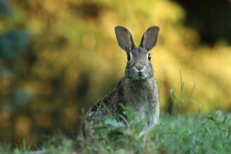 Rabbit-resistant landscaping