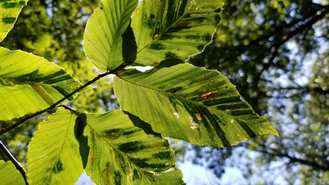 Bartlett Tree Experts makes Beech Leaf Disease breakthrough