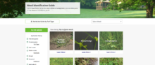 Syngenta weed guide